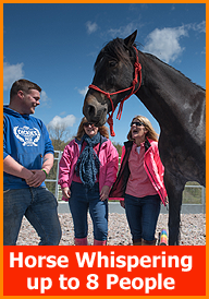 Horse Whispering Experience hosted by Sian 2 hour Experience